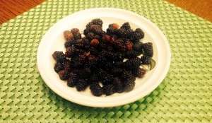 Bowl of wild blackberries